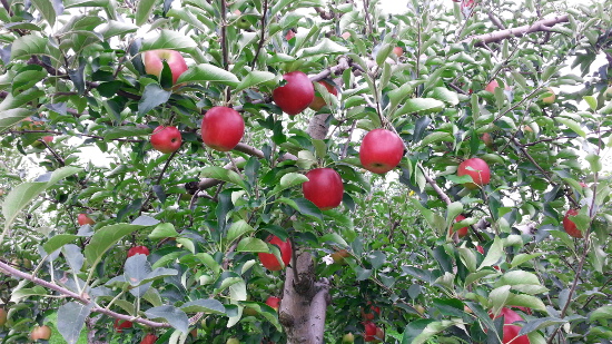 葉とらずサンつがる