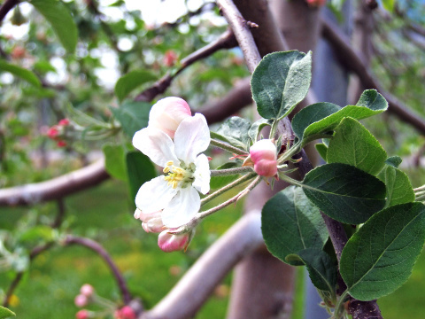 りんごの花 蜜入り 葉とらず 訳ありりんごを青森から産地直送 林檎リンゴりんご屋