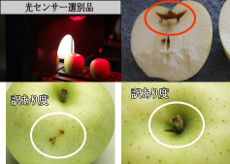 青森りんご 黄王 きおう お値打品10キロ りんご屋 北の国から