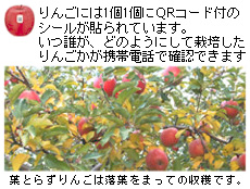 りんごにはQRコードが貼られており、いつ誰がどのように生産したのか確認できます。葉とらずりんごは落葉をまってからの収穫です。