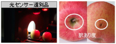 光センサー選別品　訳あり