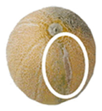 アムさんメロン訳あり写真