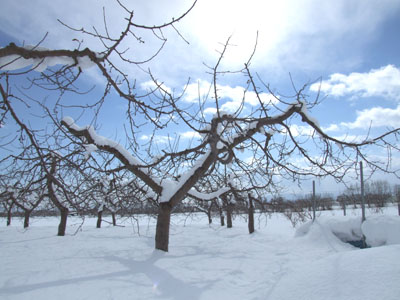 雪の木