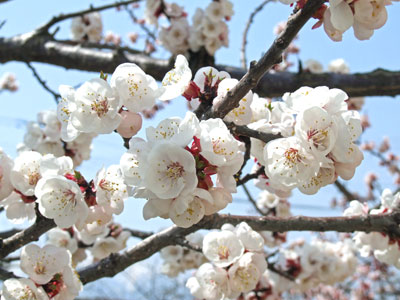 桜開花