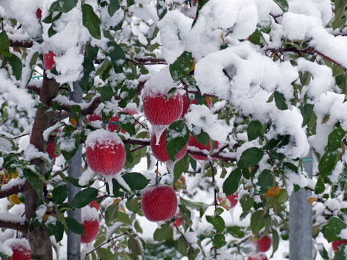 雪林檎様専用ページ 専用ページ】雪林檎様 ウィッグオーダー 土井 専用