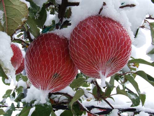 雪林檎 雪りんご | 桃川ブランド商品 | 桃川株式会社