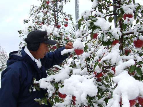 樹上完熟りんごに雪が・・・ 蜜入り・葉とらず・訳ありりんごを青森