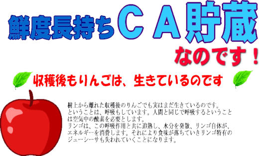 Ca貯蔵とは 蜜入り 葉とらず 訳ありりんごを青森から産地直送 林檎リンゴりんご屋