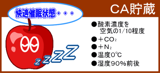 情報 蜜入り 葉とらず 訳ありりんごを青森から産地直送 林檎リンゴりんご屋