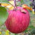 青森りんご【葉とらずりんご】の紹介